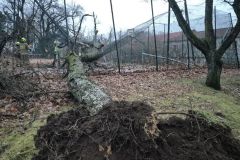 #108 16.12.2024r. Choczewo ul. Szkolna - drzewo powalone na ogrodzenie boiska szkolnego