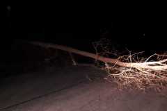 IMG-20200209-WA0007