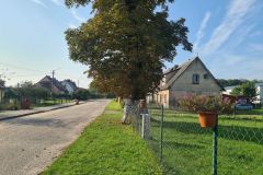 #110 27.09.2023r. Łętowo - gniuazdo szerszeni w drzewie przy placu zabaw