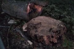 eRemiza_1119084_5f70bc1e1ecc5056dcd0e2ad.OL5_.8