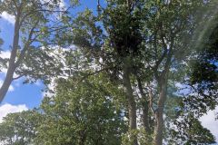 #119 08.07.2022r. droga Osieki Lęborskie - Lublewko - konary zagrażające powaleniem na jezdnię  drogi powiatowej nr DP 1432G