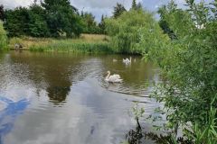 #121 11.07.2022r. Zwartowo - uwięziony łabędź w krzakach  na stawie