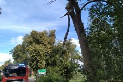#149 03.09.2022r. Zwartowo - konar wiszący nad jezdnią drogi powiatowej nr DP  1460G