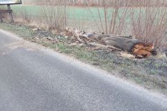 #168 30.12.2022r. Karczemka Gardkowska -  drzewo powalone na drogę powiatową nr DP 1438G