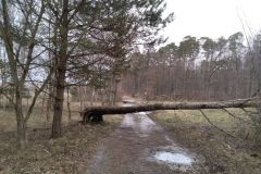 #26 01.02.2022r. Choczewo ul. Jeziorna - powalone dwa drzewa na drogę gminną