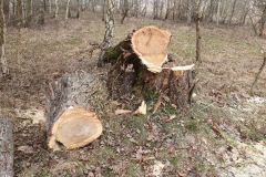 eRemiza_1119084_61f903331ecc5005488a054e.1RoI.8