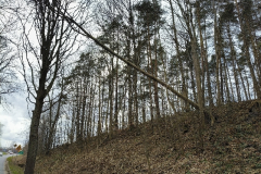 #29 05.04.2026r. Żelazno - drzewo zagrażające powaleniem na jezdnię drogi wojewódzkiej nr DW 213