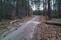 #48 21.02.2022r. Kopalino ul. Sosnowa -  drzewo powalone na drogę gminną