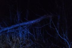#50 22.02.2022r. Zwartówko - drzewo powalone na drogę powiatową nr DP 1460G 