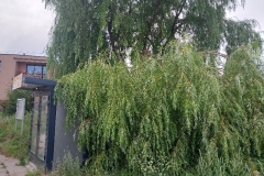 #61 12.07.2024r. Choczewo ul. Pierwszych Osadników  - konar drzewa powalony na infrastrukturę przystanku PKS
