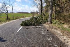 #62 09.04.2022r. Borkowo Lęborskie  - drzewo powalone na drogę wojewódzką nr 213
