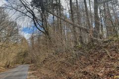 #63 09.04.2022r. Borkowo Lęborskie - drzewo zagrażające powaleniem na drogę wojewódzką nr 213