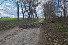 #64 09.04.2022r. Gardkowice - drzewo powalone na drogę gminną