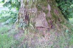 eRemiza_1119084_5ee520801ecc506a847f4c64.pLh_.8