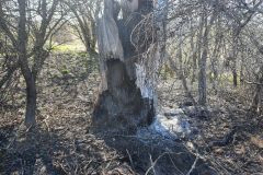 #73 21.04.2022r. Przebendowo - dogaszenie pnia drzewa po pożarze