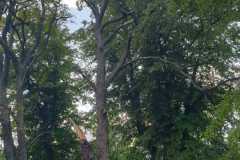 IMG-20190819-WA0003