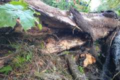 IMG-20190819-WA0009