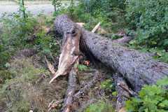IMG-20190819-WA0010