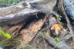 eRemiza_1119084_5d5ad52a1ecc50498449fc9d.Uv4_.8