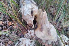 eRemiza_1119084_5dd65c191ecc504d10215244.hsx_.8