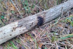 eRemiza_1119084_5dd65c711ecc504d1021525b.qxH_.8