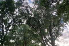 #90  11.08.2023r. Choczewo ul.  Kowalewskiego - konar drzewa zagrażający powaleniem na drogę powiatową 