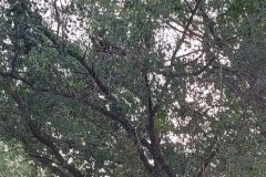 eRemiza_1119084_64d66c72d4da763b14286ea3.wv2_.8