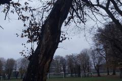 #95 01.11.2024r. Choczewo ul. Kusocińskiego - drzewo zagrażające powaleniem w parku