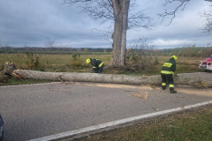 #94 01.11.2024r. Osieki Lęborskie - drzewo powalone na jezdnię DP 1429G