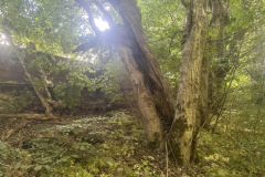 eRemiza_1119084_6a201ed8d4da76383cb0a795.1Eym.8